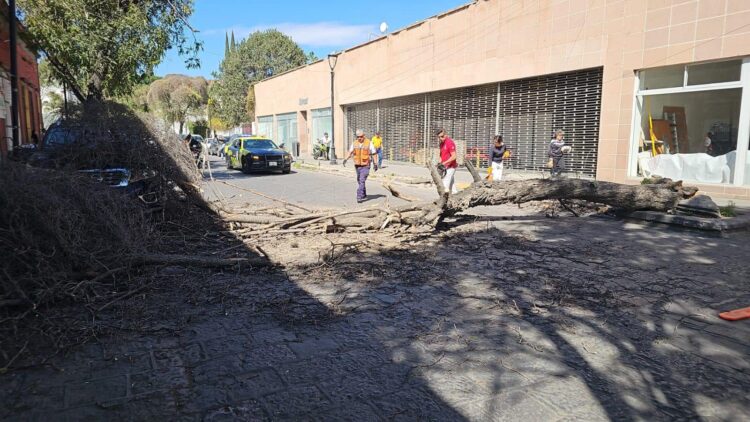 ANTE FUERTES VIENTOS GOBIERNO DE LA CAPITAL ATIENDE CAÍDA DE ÁRBOL EN CALLE DE ARISTA.