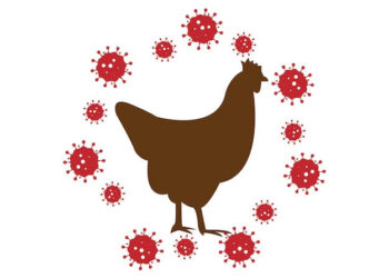 TRAS GRIPE AVIAR, EU ACUDE A IMPORTAR HUEVOS DE TURQUÍA Y COREA DEL SUR.