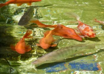 ALAMEDA RECIBE CONSTANTE MANTENIMIENTO, SE PIDE NO ALIMENTAR A PECES QUE HABITAN EN LAS FUENTES.