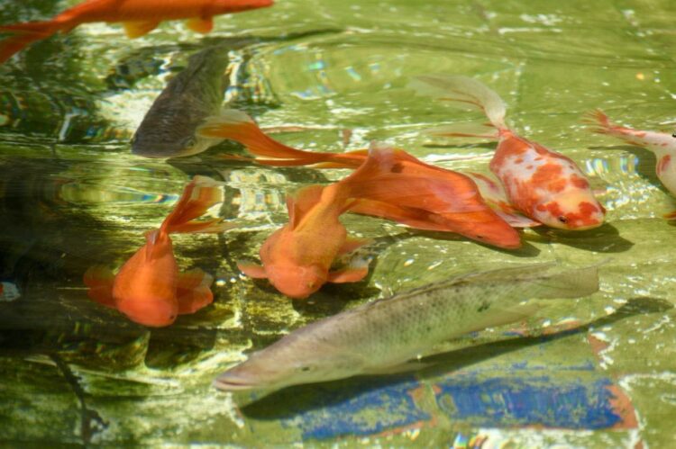 ALAMEDA RECIBE CONSTANTE MANTENIMIENTO, SE PIDE NO ALIMENTAR A PECES QUE HABITAN EN LAS FUENTES.
