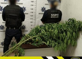 SECRETARÍA DE SEGURIDAD Y PROTECCIÓN CIUDADANA DE LA CAPITAL, DECOMISA PLANTAS DE MARIHUANA SEMBRADAS EN CALLES DE LA COLONIA MORALES-SAUCITO.
