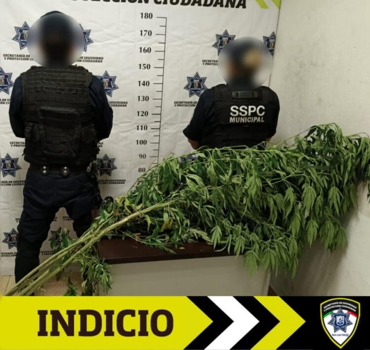 SECRETARÍA DE SEGURIDAD Y PROTECCIÓN CIUDADANA DE LA CAPITAL, DECOMISA PLANTAS DE MARIHUANA SEMBRADAS EN CALLES DE LA COLONIA MORALES-SAUCITO.