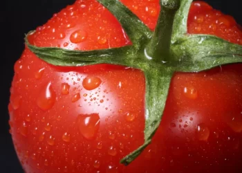 TOMATE MEXICANO, INSUSTITUIBLE PARA EE.UU. PESE A NUEVOS ARANCELES