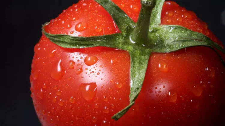 TOMATE MEXICANO, INSUSTITUIBLE PARA EE.UU. PESE A NUEVOS ARANCELES