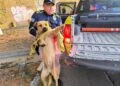 POLICÍAS SALVAN A PERRITO HERIDO.