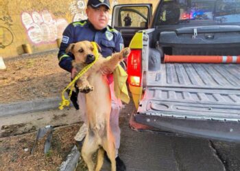 POLICÍAS SALVAN A PERRITO HERIDO.