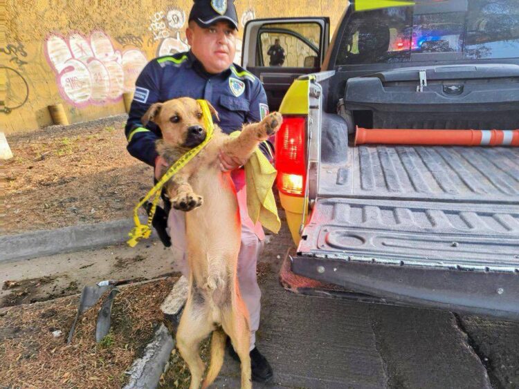POLICÍAS SALVAN A PERRITO HERIDO.