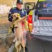 POLICÍAS SALVAN A PERRITO HERIDO.
