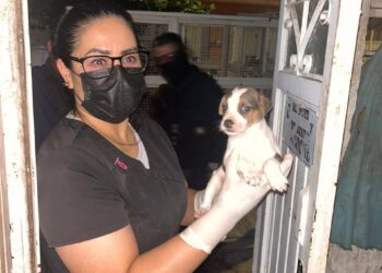 ¡RESCATAN A 27 PERROS VÍCTIMAS DE MALTRATO!