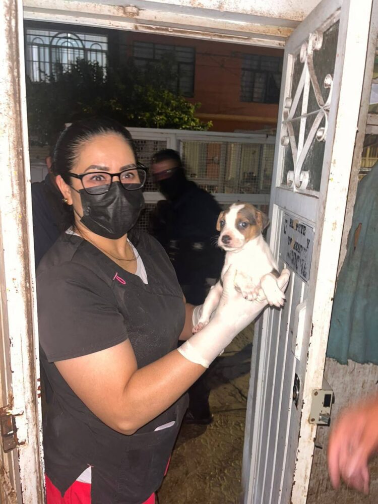¡RESCATAN A 27 PERROS VÍCTIMAS DE MALTRATO!