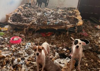 RESCATAN OTROS 13 PERROS EN SEGUNDA INSPECCIÓN.