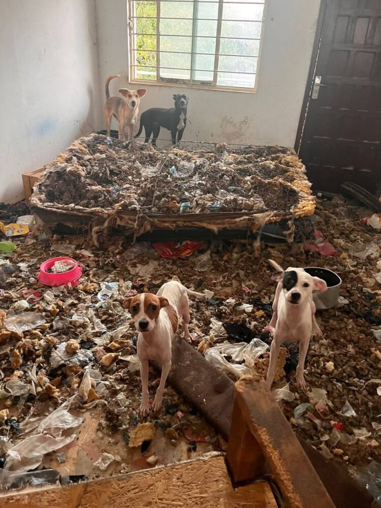 RESCATAN OTROS 13 PERROS EN SEGUNDA INSPECCIÓN.