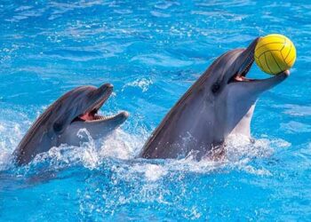FIN A LOS ESPECTÁCULOS CON DELFINES Y BALLENAS EN MÉXICO.