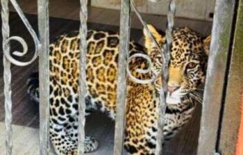 CAEN HUACHICOLEROS CON “ZOOLÓGICO CLANDESTINO” EN OPERATIVO FEDERAL.