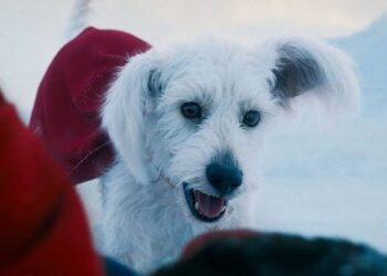 KRYPTO DESATA FUROR MUNDIAL POR LA ADOPCIÓN DE PERROS.