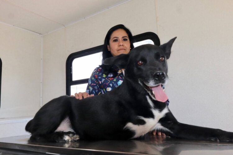 SAN LUIS CELEBRA EL DÍA MUNDIAL DEL PERRO CON CAMPAÑA “ADOPTA NO COMPRES”.