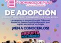 DOMINGO DE PILAS DE ADOPCIÓN EN PLAZA FUNDADORES.
