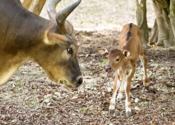 NACE UN BANTENG, UNA ESPECIE EN PELIGRO DE EXTINCIÓN.
