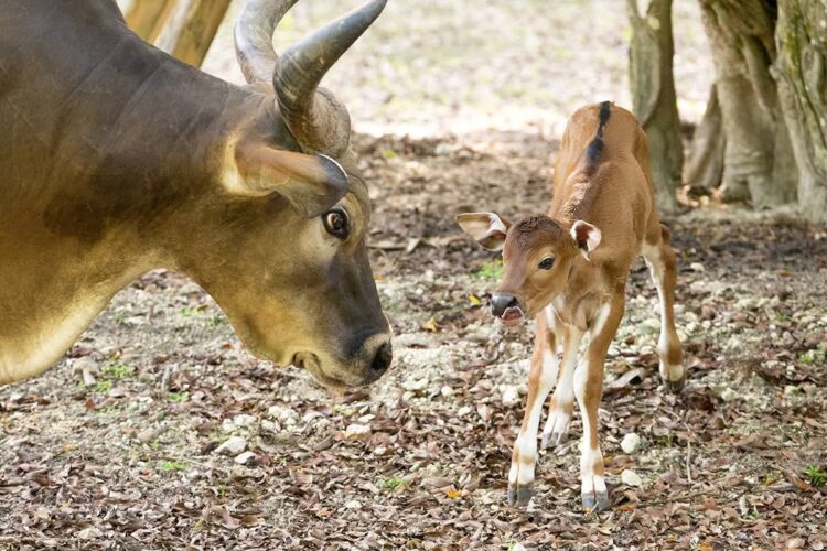 NACE UN BANTENG, UNA ESPECIE EN PELIGRO DE EXTINCIÓN.