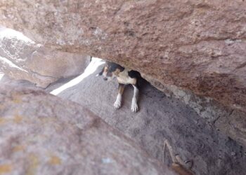 RESCATAN A PERRITO ATRAPADO EN LA SIERRA DE SAN MIGUELITO.