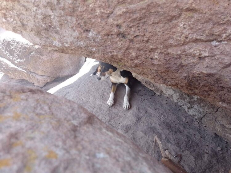 RESCATAN A PERRITO ATRAPADO EN LA SIERRA DE SAN MIGUELITO.