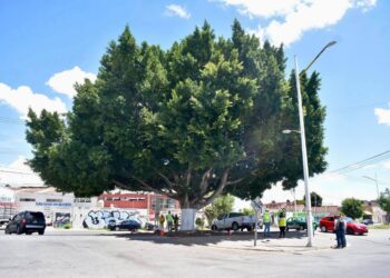 GRUPO MÉXICO DONA 250 ÁRBOLES TRAS PODA NO AUTORIZADA EN HERNÁN CORTÉS.