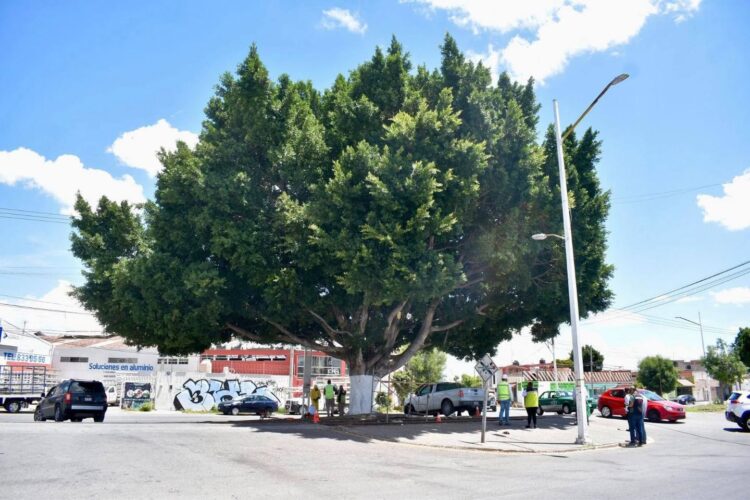 GRUPO MÉXICO DONA 250 ÁRBOLES TRAS PODA NO AUTORIZADA EN HERNÁN CORTÉS.