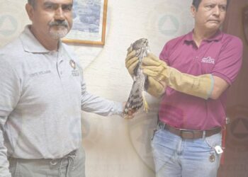 RESCATAN AGUILILLA ATRAPADA EN IGLESIA DEL CENTRO HISTÓRICO.