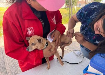 AVANZA PROGRAMA DE ESTERILIZACIÓN Y VACUNACIÓN ANTIRRÁBICA EN SAN LUIS POTOSÍ