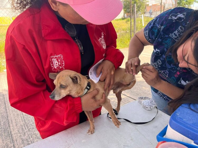 AVANZA PROGRAMA DE ESTERILIZACIÓN Y VACUNACIÓN ANTIRRÁBICA EN SAN LUIS POTOSÍ