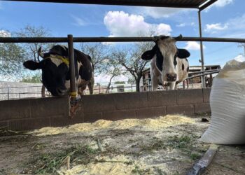 ENTREGAN MÁS DE 5 TONELADAS DE ALIMENTO PARA GANADO EN COMUNIDADES RURALES.