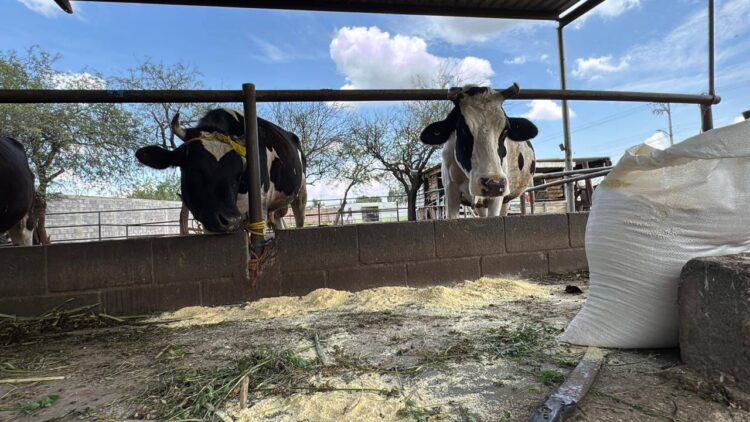 ENTREGAN MÁS DE 5 TONELADAS DE ALIMENTO PARA GANADO EN COMUNIDADES RURALES.