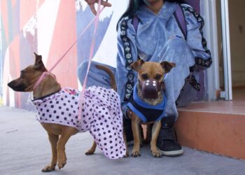 GOBIERNO DE LA CAPITAL IMPULSA BIENESTAR ANIMAL CON JORNADA DE ESTERILIZACIÓN.