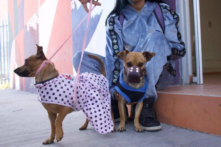 GOBIERNO DE LA CAPITAL IMPULSA BIENESTAR ANIMAL CON JORNADA DE ESTERILIZACIÓN.