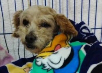 “CEREZA” PIERDE A TRES DE SUS CACHORRITOS, DOS SIGUEN LUCHANDO.