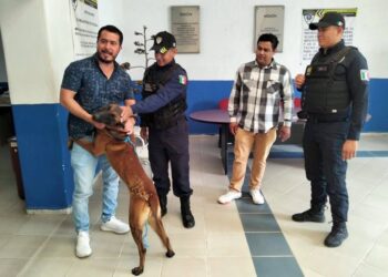 POLICÍAS MUNICIPALES RESCATAN A “CANELO” Y LO REUNEN CON SU FAMILIA.
