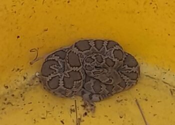 GUARDIA CIVIL ESTATAL DECOMISA MÁS DE MIL CAJAS CON BEBIDAS ALCOHÓLICAS Y VEHICULOS CON REPORTE DE ROBO.