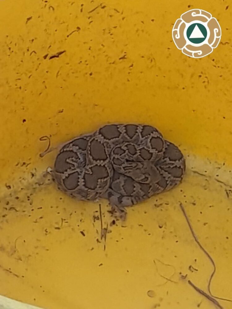 GUARDIA CIVIL ESTATAL DECOMISA MÁS DE MIL CAJAS CON BEBIDAS ALCOHÓLICAS Y VEHICULOS CON REPORTE DE ROBO.