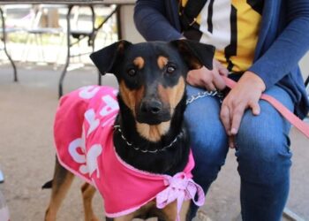 GRAN BAZAR NAVIDEÑO ESTE DOMINGO EN CARRANZA!!!