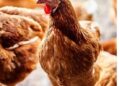 CONFIRMAN EN ESTADOS UNIDOS EL PRIMER FALLECIMIENTO POR GRIPE AVIAR H5N5 EN UN SER HUMANO.