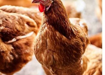 CONFIRMAN EN ESTADOS UNIDOS EL PRIMER FALLECIMIENTO POR GRIPE AVIAR H5N5 EN UN SER HUMANO.