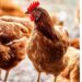 CONFIRMAN EN ESTADOS UNIDOS EL PRIMER FALLECIMIENTO POR GRIPE AVIAR H5N5 EN UN SER HUMANO.