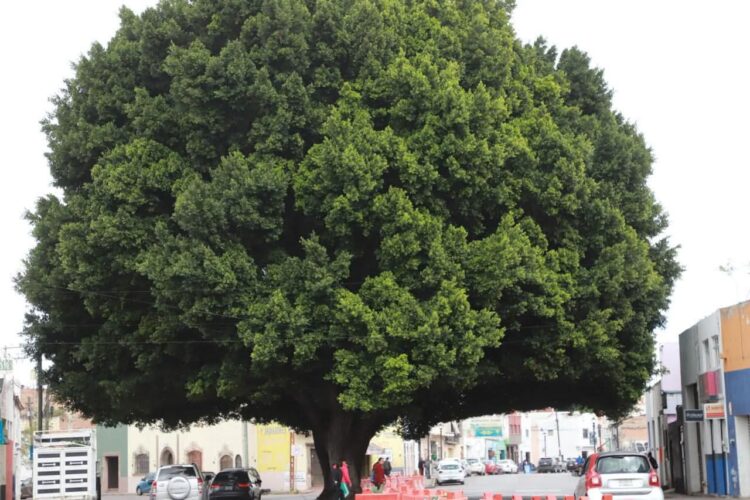 CIERRE VIAL Y OPERATIVO DE EMERGENCIA EN LA ZONA CENTRO POR INCENDIO.