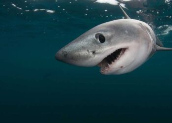 INTERAPAS PROMUEVE EL CUIDADO DEL AGUA EN ESCUELAS DURANTE 2025.