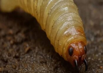 SAN LUIS CAPITAL AMPLÍA LA ATENCIÓN TURÍSTICA A PERSONAS CON DISCAPACIDAD.