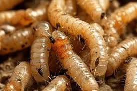 SAN LUIS POTOSÍ RECIBE RECONOCIMIENTOS INTERNACIONALES POR SU AGENDA AMBIENTAL.