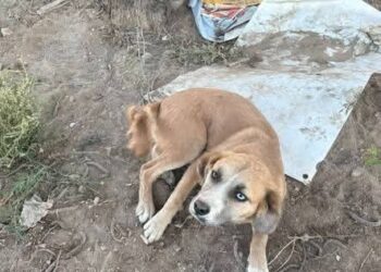 CONCLUYE REHABILITACIÓN DE LA CALLE DE JULIÁN DE LOS REYES EN EN CENTRO HISTÓRICO DE SLP CAPITAL.