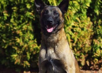 CONVOCATORIA “COMUNIDAD FUTURO” PROMUEVE LA AGENDA 2030 EN SAN LUIS POTOSÍ.