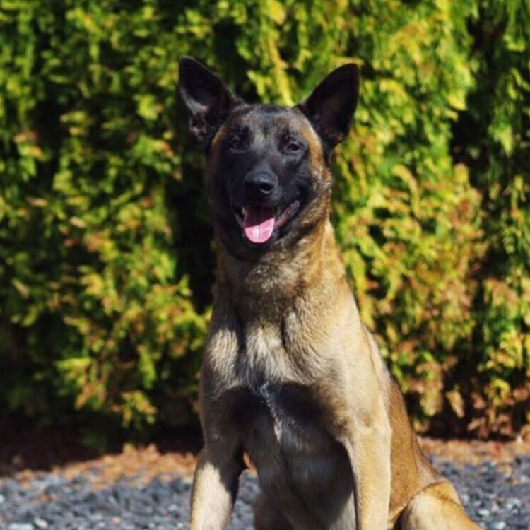 CONVOCATORIA “COMUNIDAD FUTURO” PROMUEVE LA AGENDA 2030 EN SAN LUIS POTOSÍ.