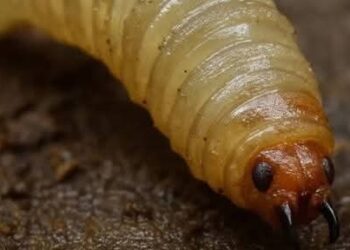 LLAMAN A CUIDARNOS ANTE EL FRENTE FRÍO 29.